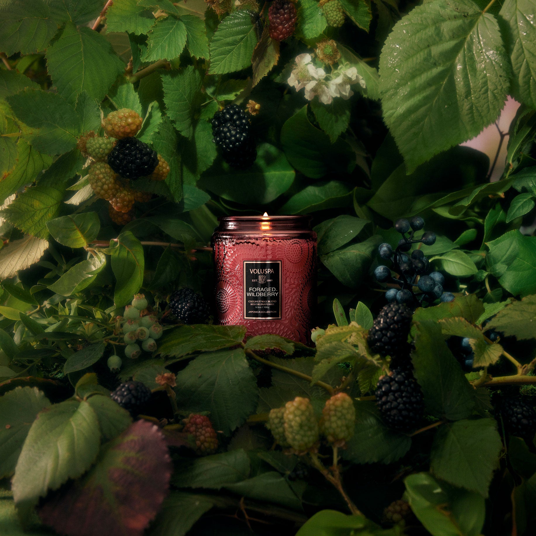 Alternative view of Foraged Wildberry - Small Jar Candle