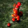 Tomato Trellis - Mini Tin Candle - Image 4