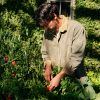 Tomato Trellis - Room Spray - Image 4